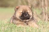 CHOW CHOW 227